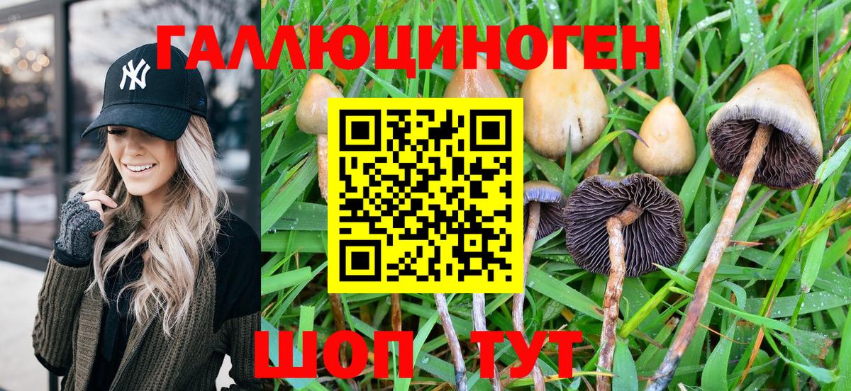 Ярцево  Псилоцибиновые грибы Psilocybe  Вход с VPN 